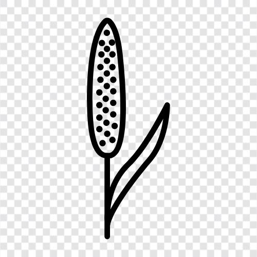 a cereal grain, Millet icon svg