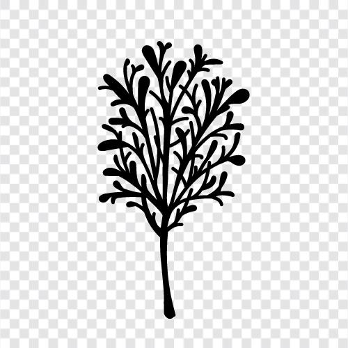 a tall, straight, with, Tree icon svg