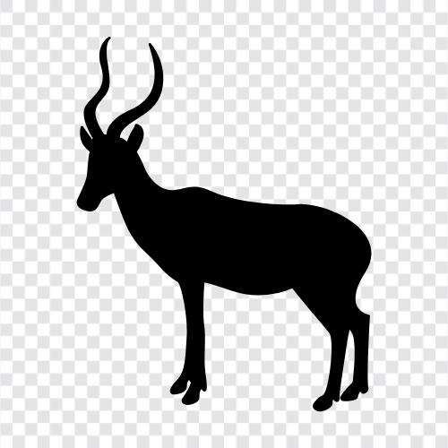 African, animal, big, brown icon svg