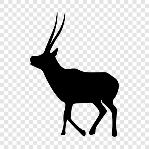 African, animals, big, black icon svg