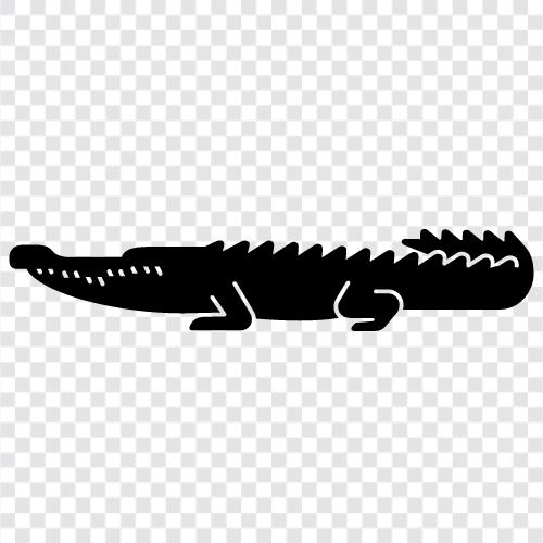 alligator, reptil, groß, gefährlich symbol