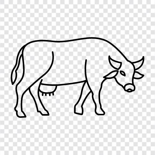 American buffalo, wild buffalo, herd of buffalo, buffalo chicken icon svg