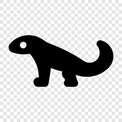 amphibian, newt amphibian, newt, animal icon svg