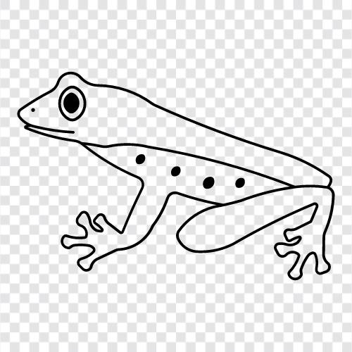 amphibian, frog, newt, leopard frog icon svg