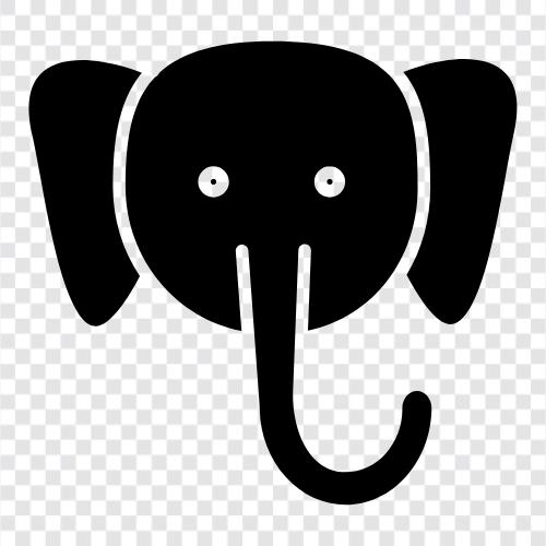 animal, tusk, ivory, trunk icon svg