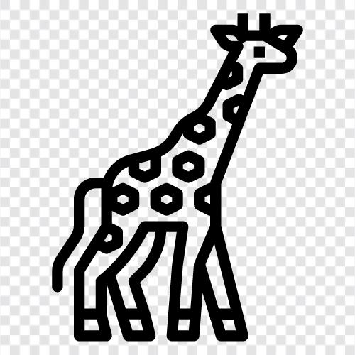 animals, animal, African, tall icon svg