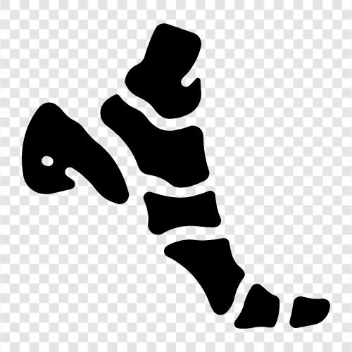 ankle, foot, bone, foot bone disease icon svg