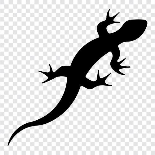 Anole, Monitoreidechse, Gecko, Leopardeneidechse symbol