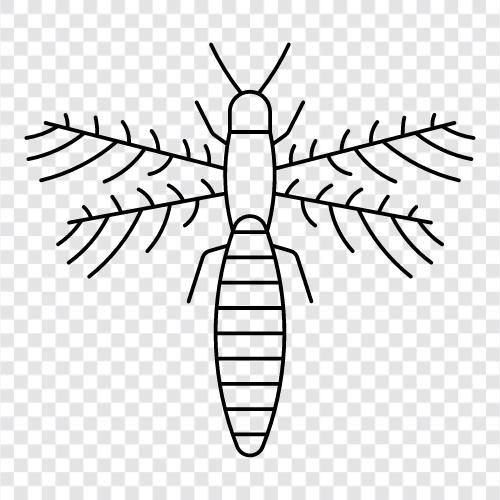 ant, beetle, bug, crawling icon svg