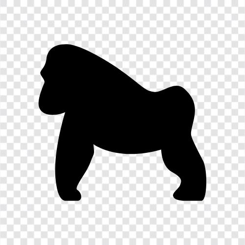 ape, silverback, mountain gorilla, conservation icon svg