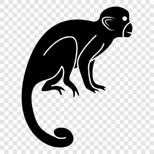 Affen, Simian, Primaten, Gibbon symbol