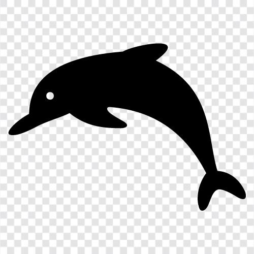 aquarium, cetacean, marine, meer symbol