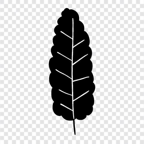 Baum symbol