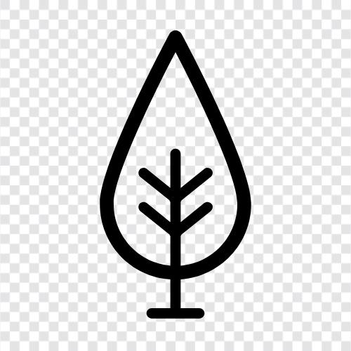 Baum symbol