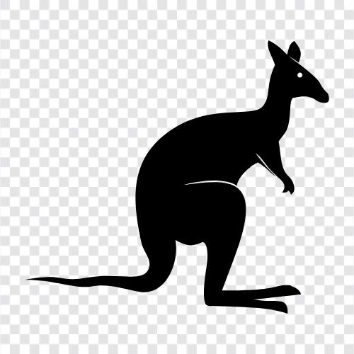 Australia, marsupials, animals, joey icon svg