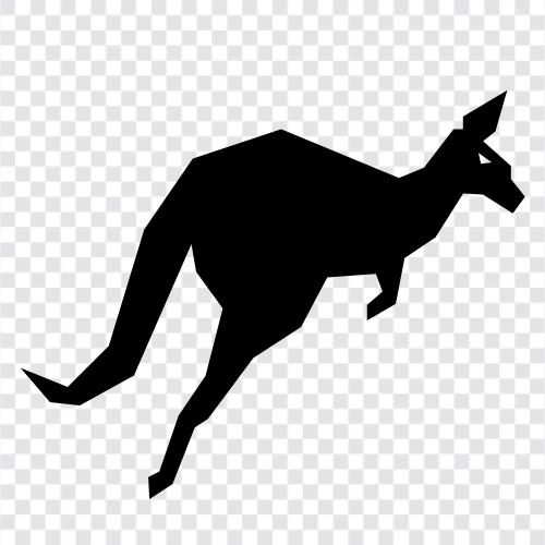 Australisch, marsupial, Tier, Tierwelt symbol