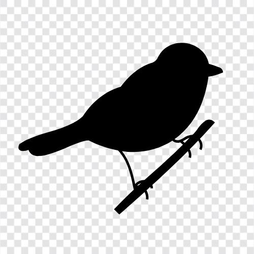 avian, pets, pet, kuşlar ikon svg
