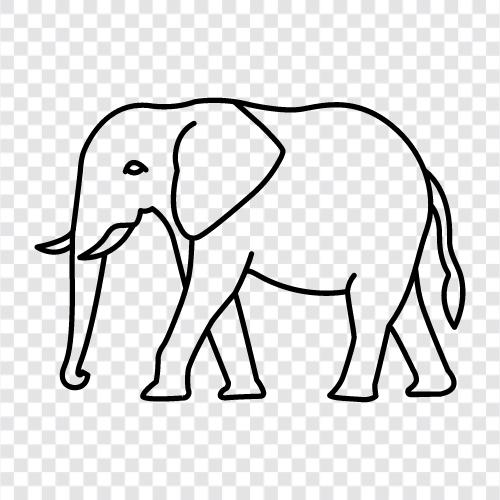 baby elephant, elephant care, elephant sanctuary, elephant tour icon svg