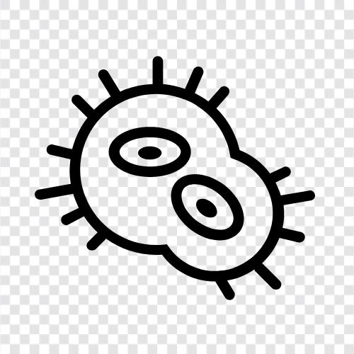 bacteria colonies, bacteria identification, bacteria life cycle, bacteria reproduction icon svg