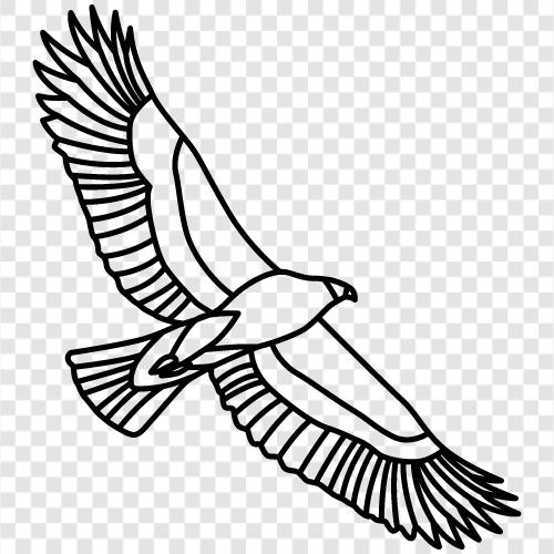 kahler Adler, Amerikanischer Adler, Goldadler, Nationalvogel symbol