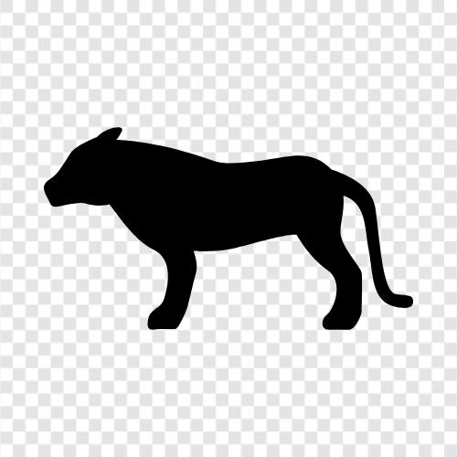 große katze, feline, wildkatze, panther symbol