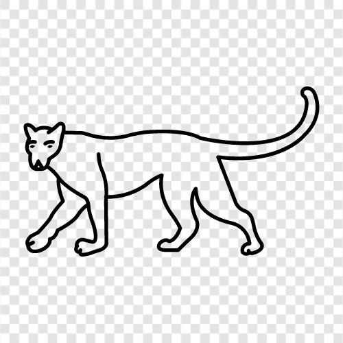 büyük kedi, cougars, felines, feline ikon svg