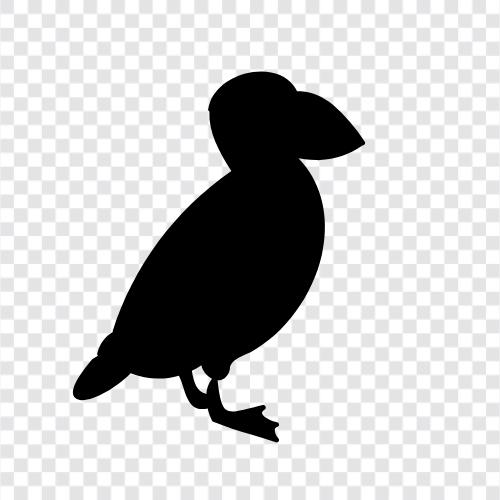 bird, avian, flying, seabird icon svg