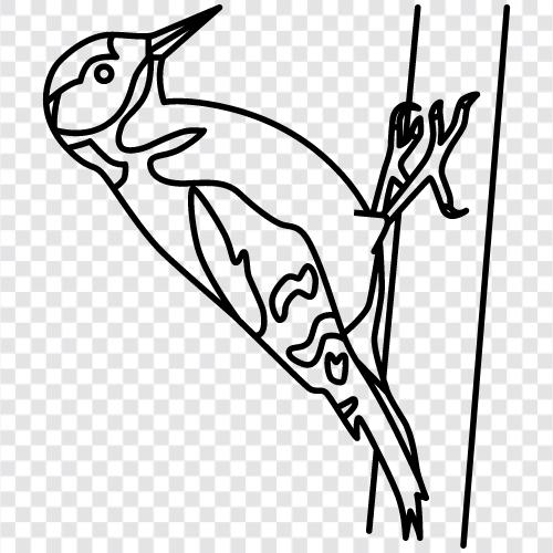 Vogel, Tier, Schnabel, Kopf symbol
