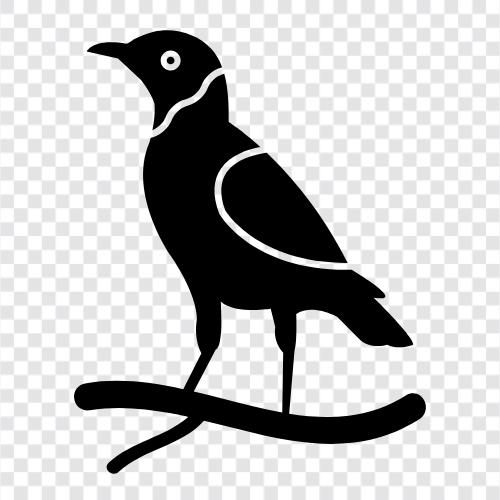 bird, baby, raven, seagull icon svg