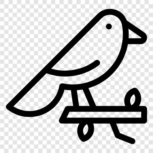 kuş, pet, parrot, macaw ikon svg