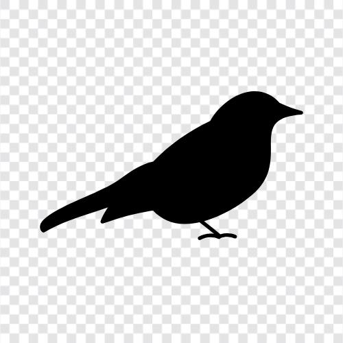 kuş gözlemciliği, kuşçuluk, ornitoloji, göçmenlik ikon svg