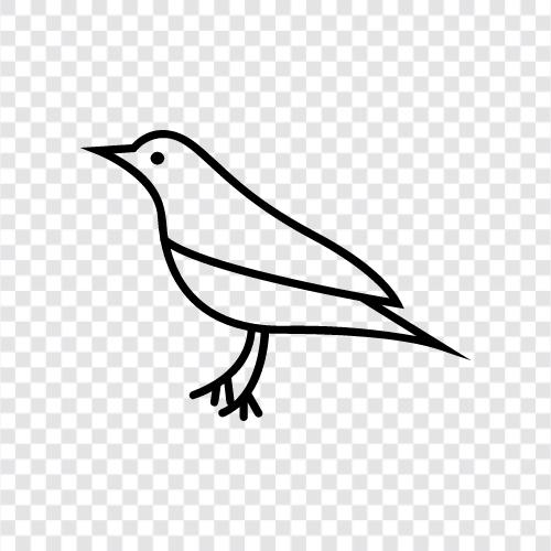 birdie, seagull, hawk, pigeon icon svg