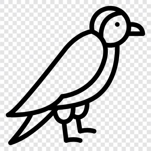 birding, avian, feathered, feather icon svg