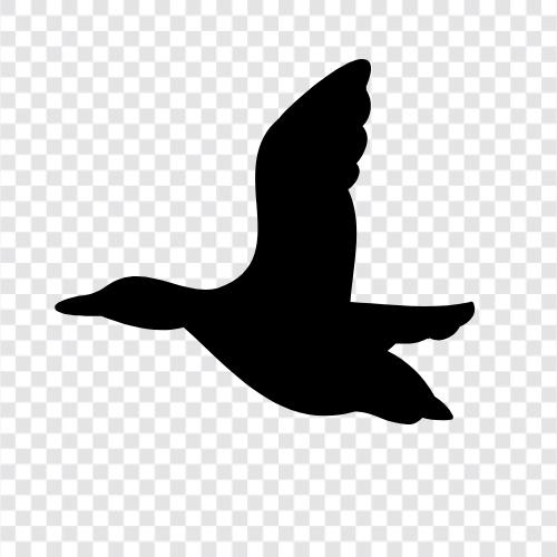 Vögel, Vogelbeobachtung, exotisch, Haustier symbol