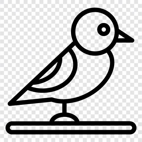birds, avian, flying, tweeting icon svg