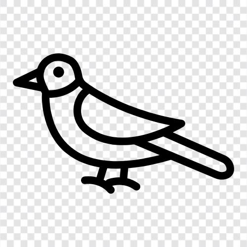 Kuşlar, Ornitoloji, Avian, Hayvan ikon svg