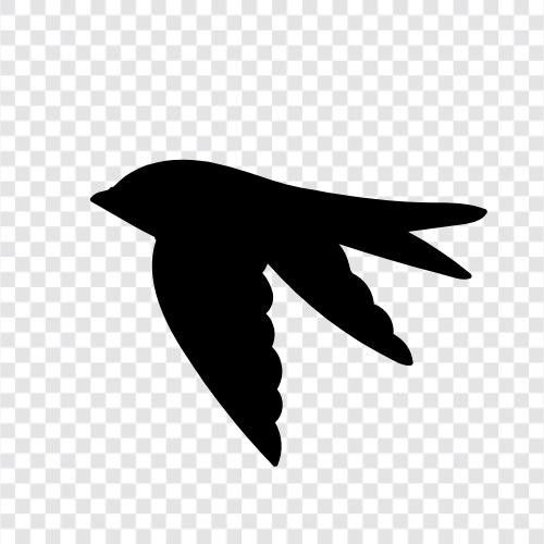 Vogelbeobachtung, Taube, Möwe, Falke symbol