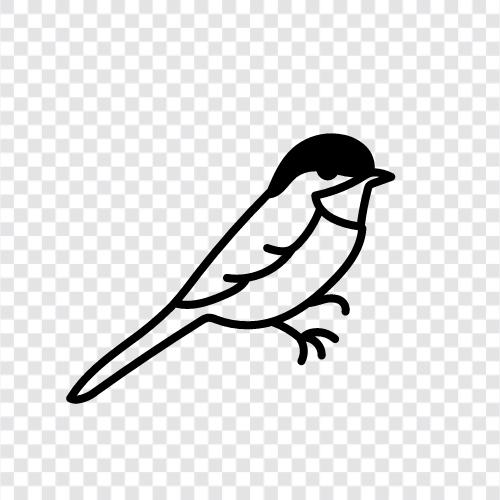 Vogelbeobachtung, Vogelbeobachtungstipps, Vogelfutter, Vogelbad symbol