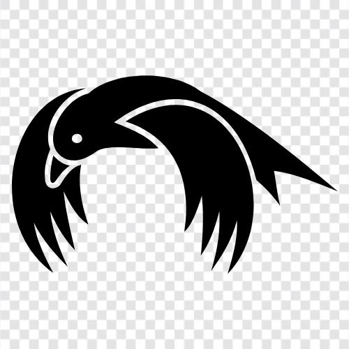 Vogelbeobachtung, Vogelgrippe, Zug, Fischadler symbol