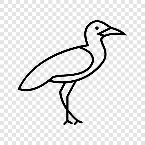 birdwatching, avian, pet, feathered icon svg