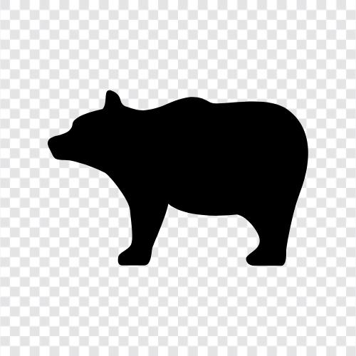 Schwarzbär, Grizzlybär, Braunbär, Eisbär symbol