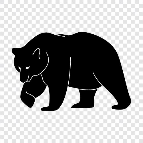 black bear, brown bear, grizzly bear, polar bear icon svg