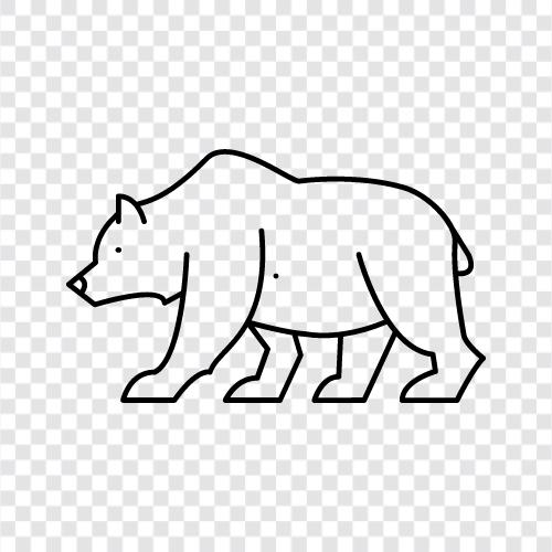 black bear, brown bear, grizzly bear, Kodiak bear icon svg