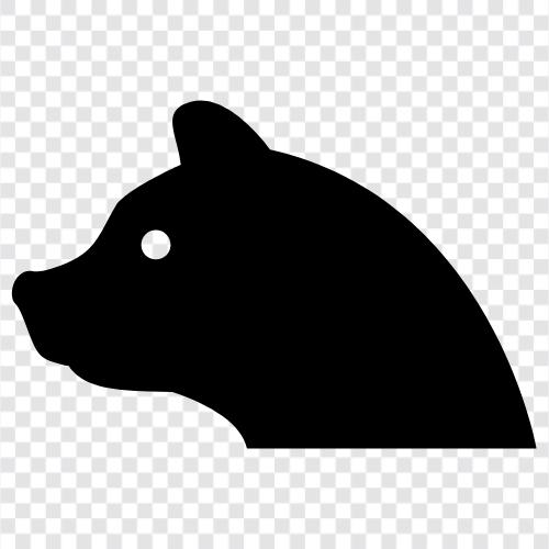 Schwarzbär, Braunbär, Grizzlybär, Eisbär symbol