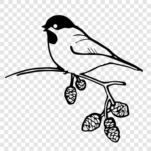 blackcapped titmouse, black, blackcapped chickadee icon svg