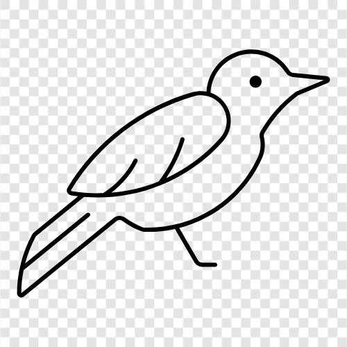 blackbird göçü, blackbird yuvası, blackbird besleme, blackbird bebekler ikon svg