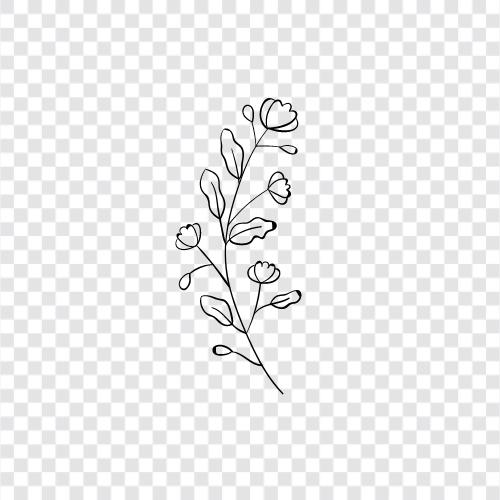 Blüte, Duft, Floral, Garten symbol