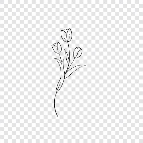 Blüte, Blütenblätter, Farben, Duft symbol