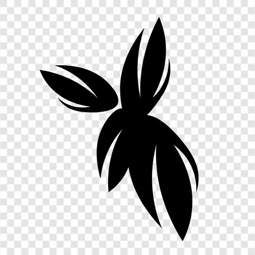 Blüte, Bud, Duft, Florist symbol