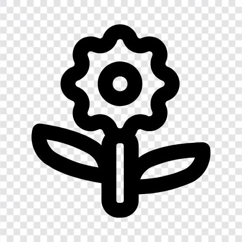 Blüte, Schönheit, Duft, Duftöl symbol